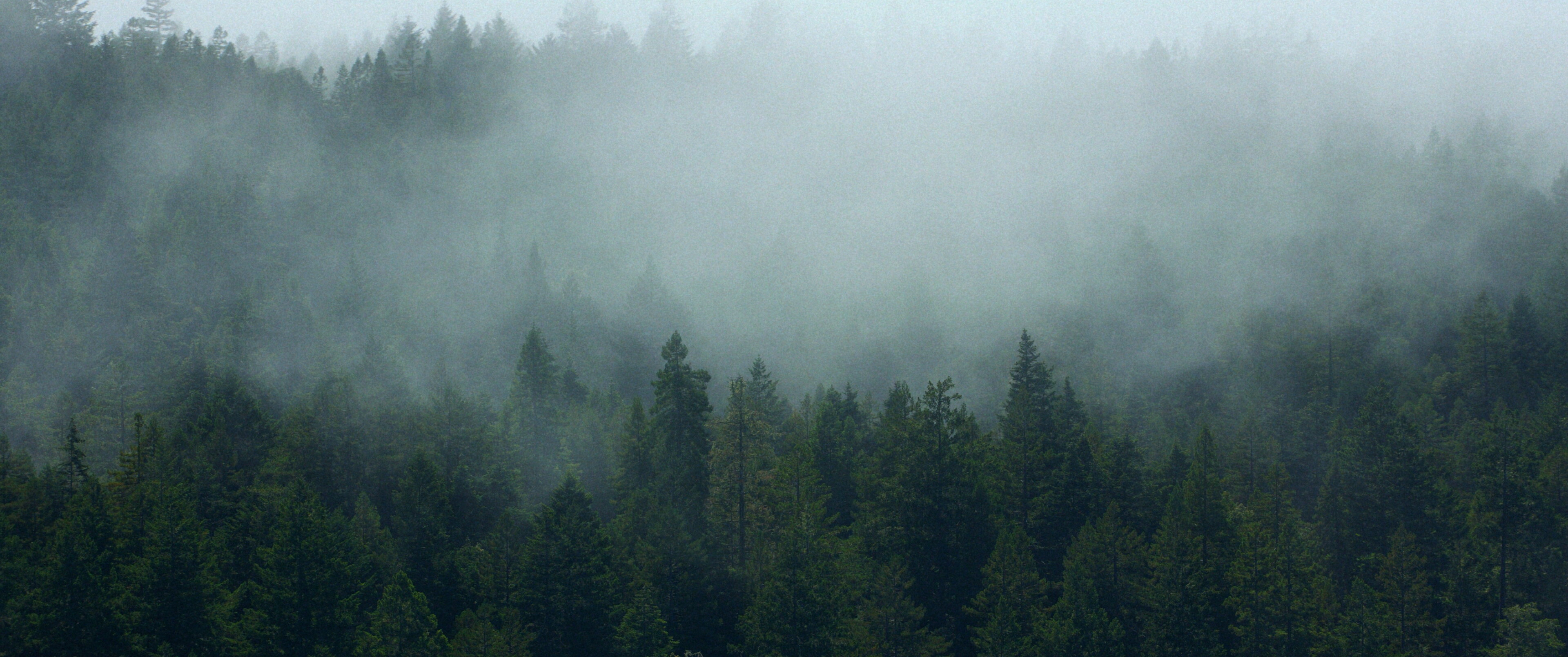 Forest — GGM