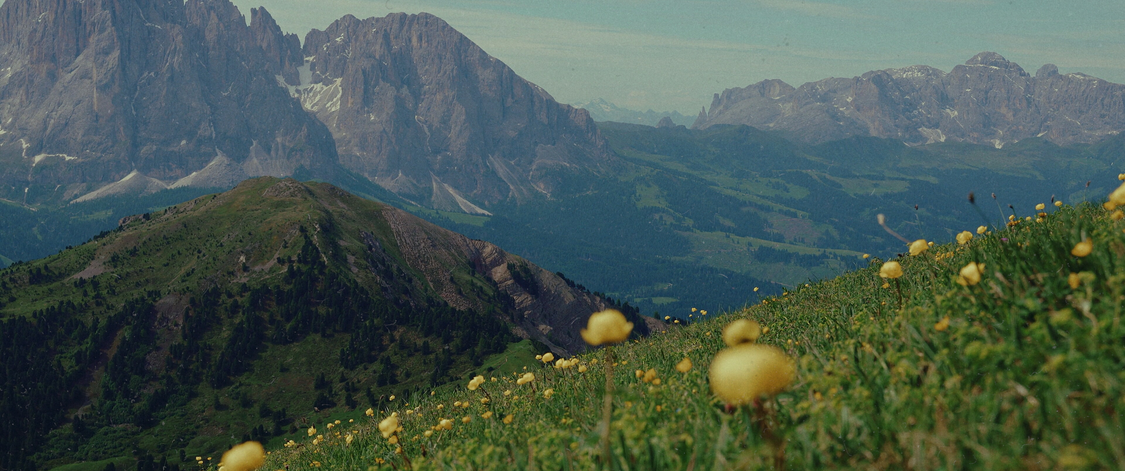Meadow — GGM
