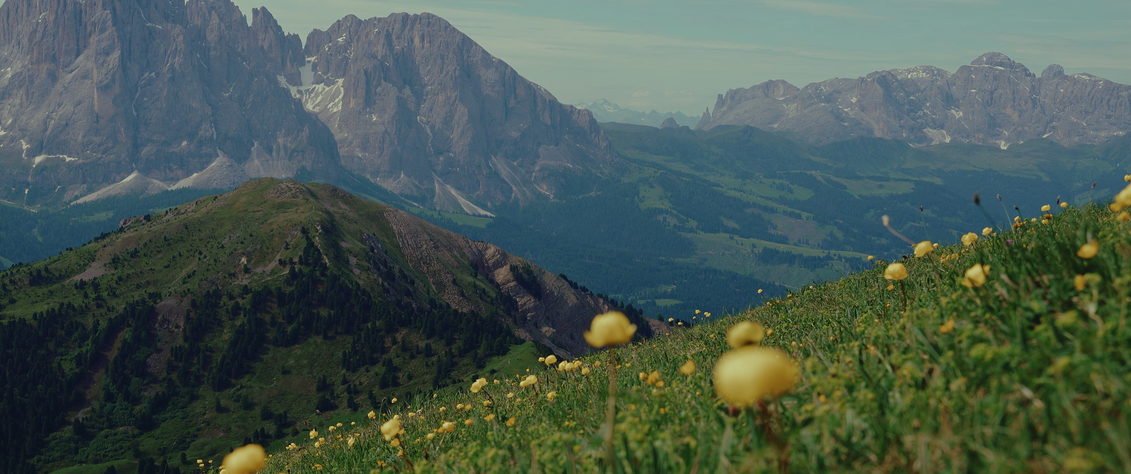 Meadow — before